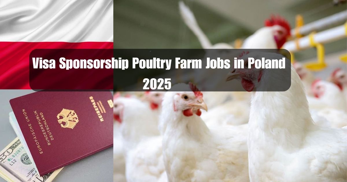 Visa Sponsorship Poultry Farm Jobs in Poland 2025 – Earn PLN 2,000–4,000/Month (Apply Now)